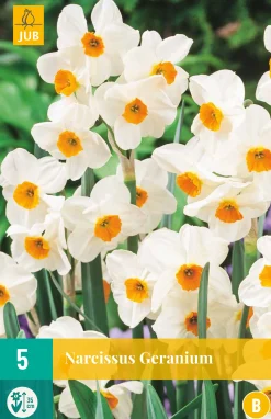 5 narcissus geranium|ohgreen Clearance
