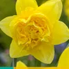5 narcissus golden ducat|ohgreen Best