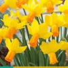 5 narcissus jetfire|ohgreen Best