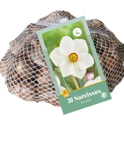 30 narcissus recurvus|ohgreen Clearance