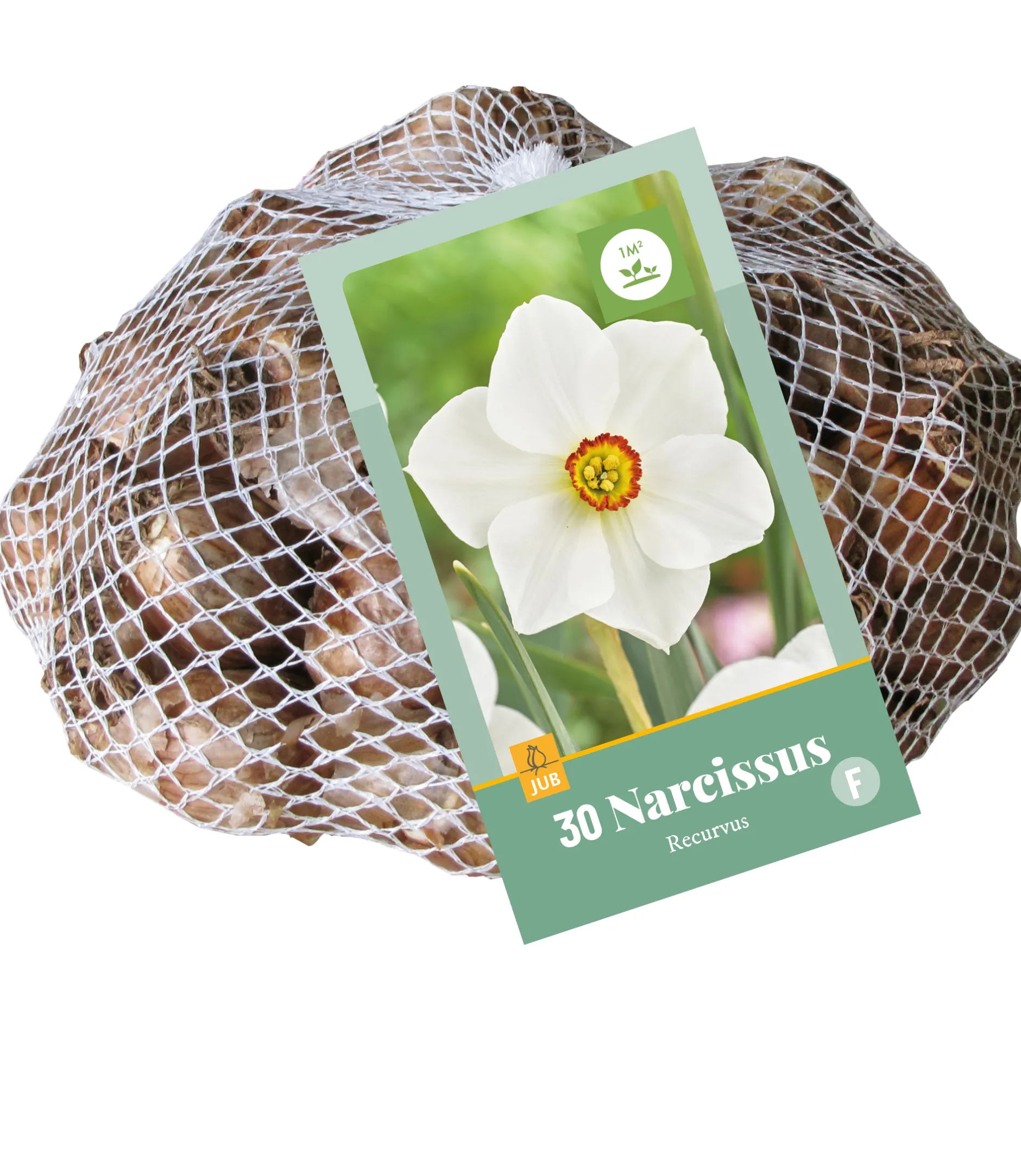 30 narcissus recurvus|ohgreen Clearance