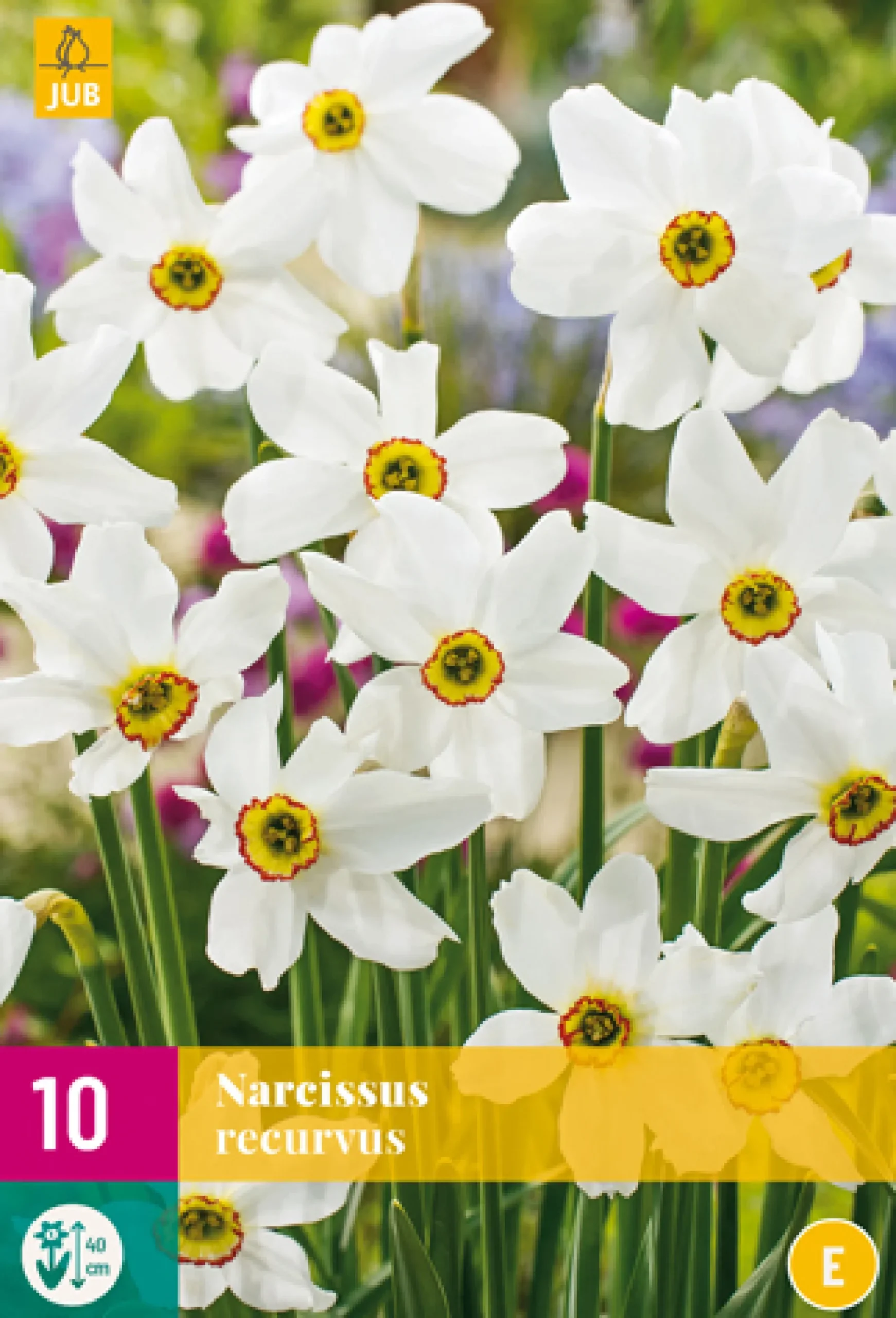 10 narcissus recurvus|ohgreen Outlet