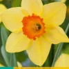 5 narcissus red devon|ohgreen Sale