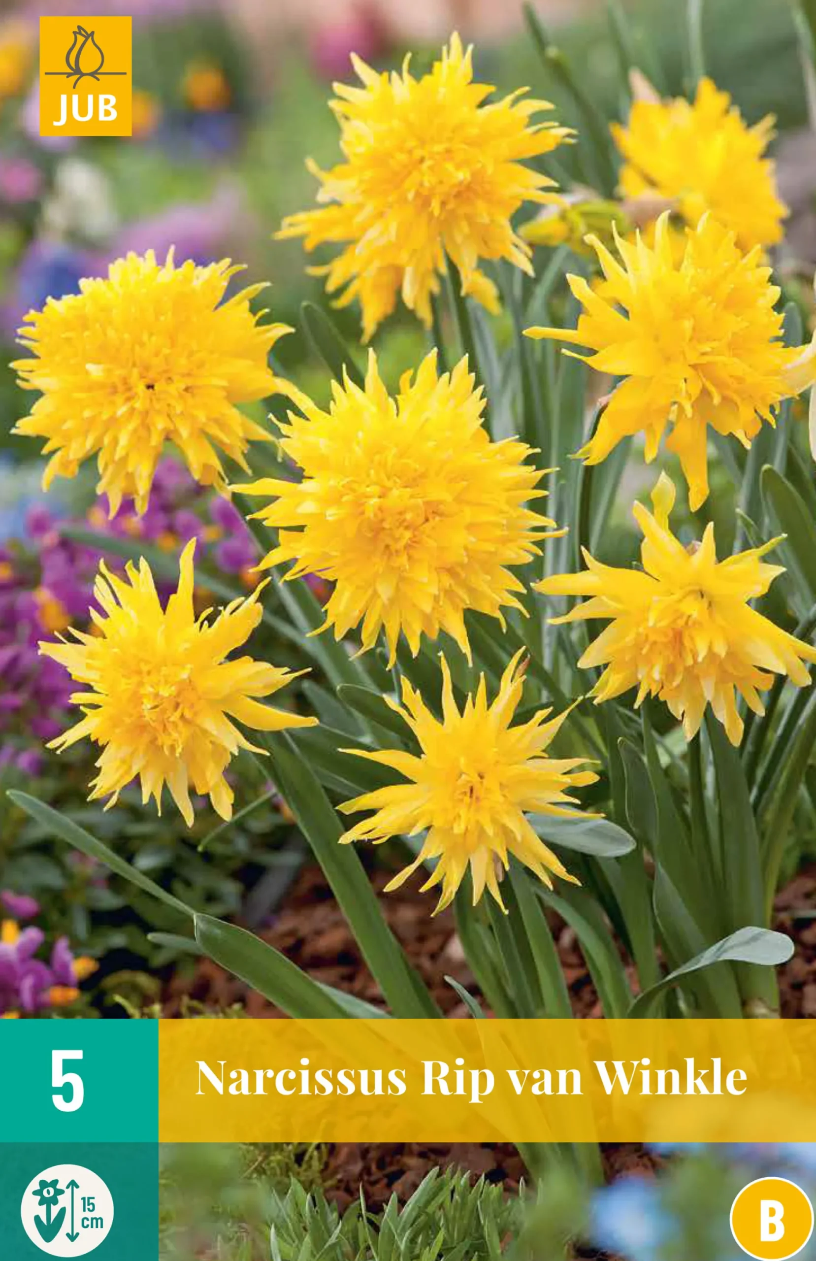 5 narcissus rip van winkle|ohgreen Outlet