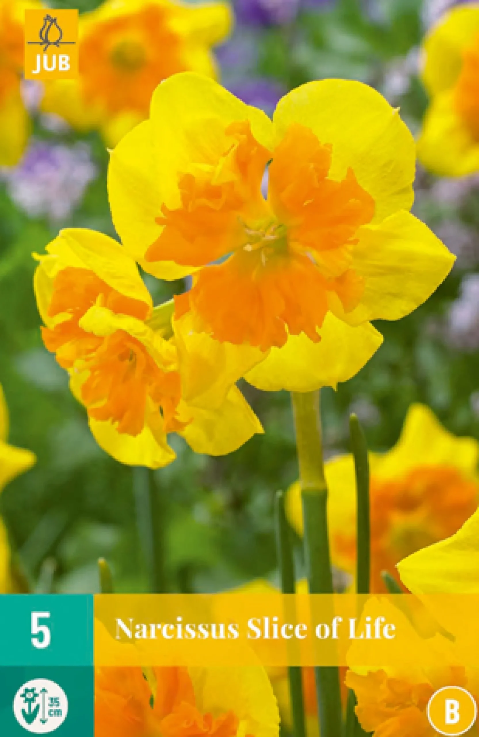 5 narcissus slice of life|ohgreen Outlet