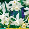 5 narcissus triandrus thalia|ohgreen Sale
