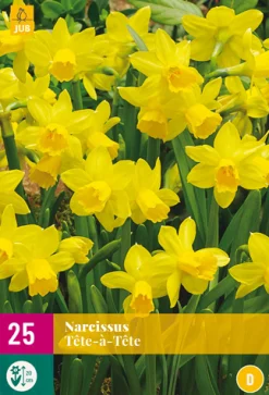 25 narcissus tête-à-tête|ohgreen Outlet