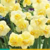 5 narcissus yellow cheerfulness|ohgreen New
