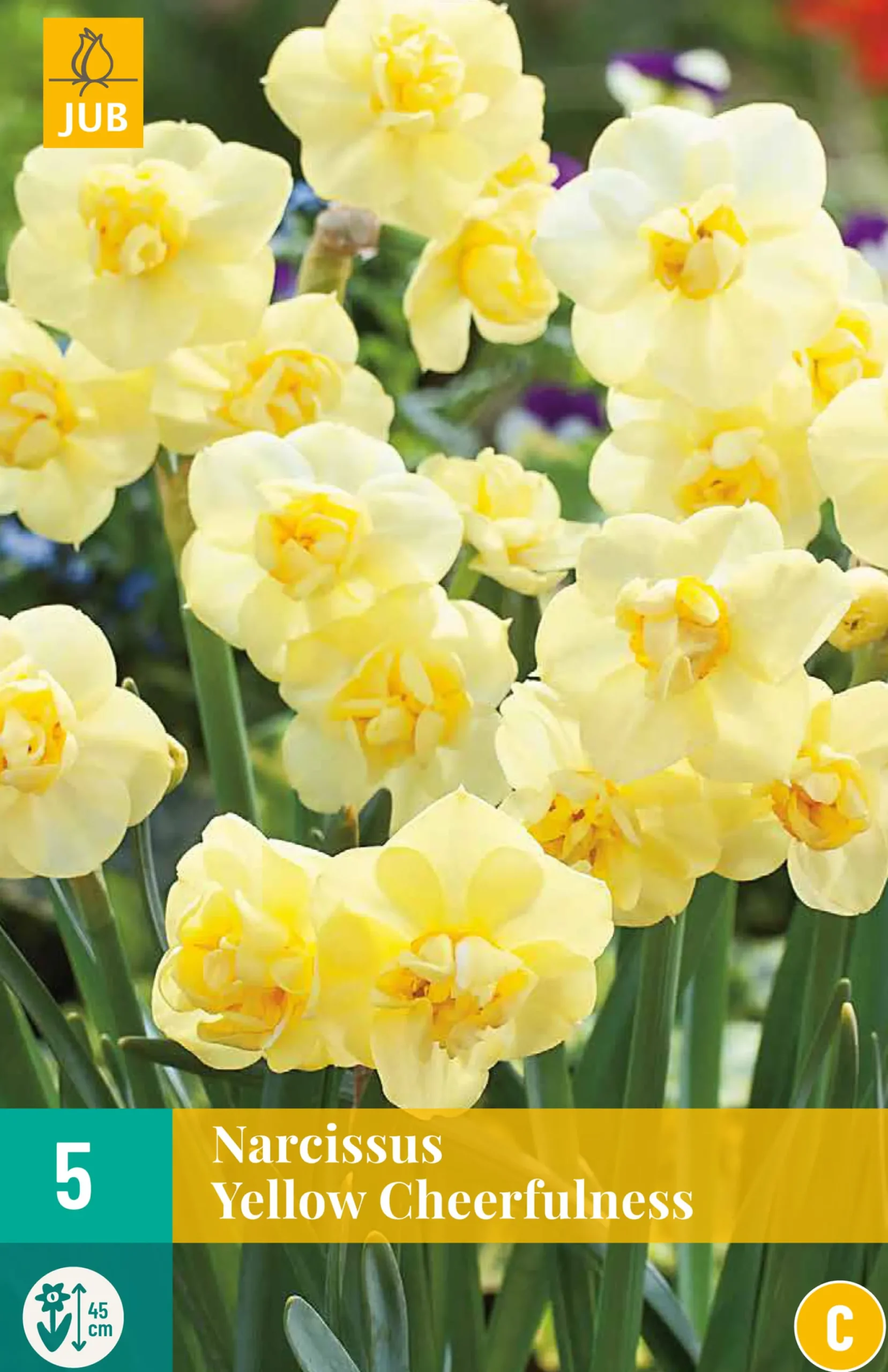 5 narcissus yellow cheerfulness|ohgreen New