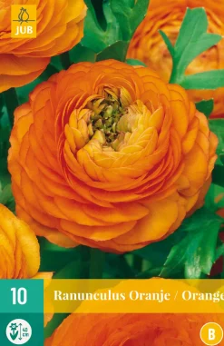 10 ranunculus oranje|ohgreen Outlet