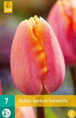 7 tulipa apricot favourite|ohgreen Online