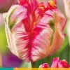 7 tulipa apricot parrot|ohgreen Discount