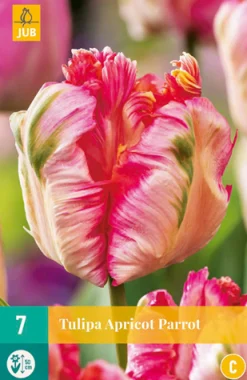 7 tulipa apricot parrot|ohgreen Discount