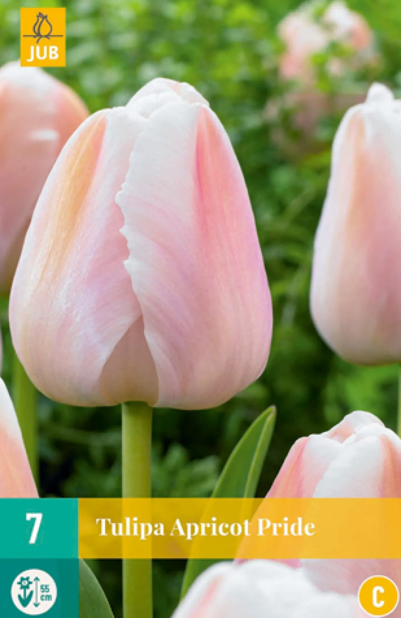 7 tulipa apricot pride|ohgreen Best
