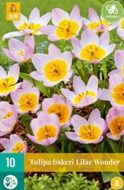 10 tulipa bakeri lilac wonder|ohgreen Discount