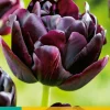 5 tulipa black hero|ohgreen Clearance
