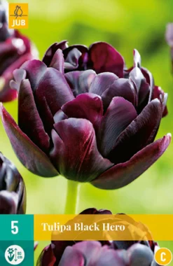 5 tulipa black hero|ohgreen Clearance