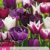 12 tulipa blueberry mix|ohgreen Online