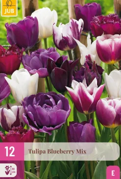12 tulipa blueberry mix|ohgreen Online