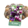35 tulipa blueberry mix|ohgreen Discount