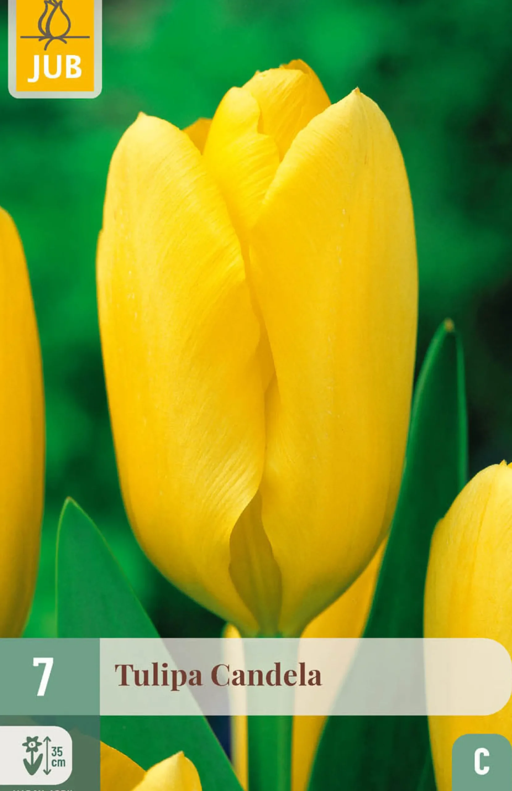 7 tulipa candela|ohgreen Hot