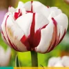 5 tulipa carnaval de nice|ohgreen New
