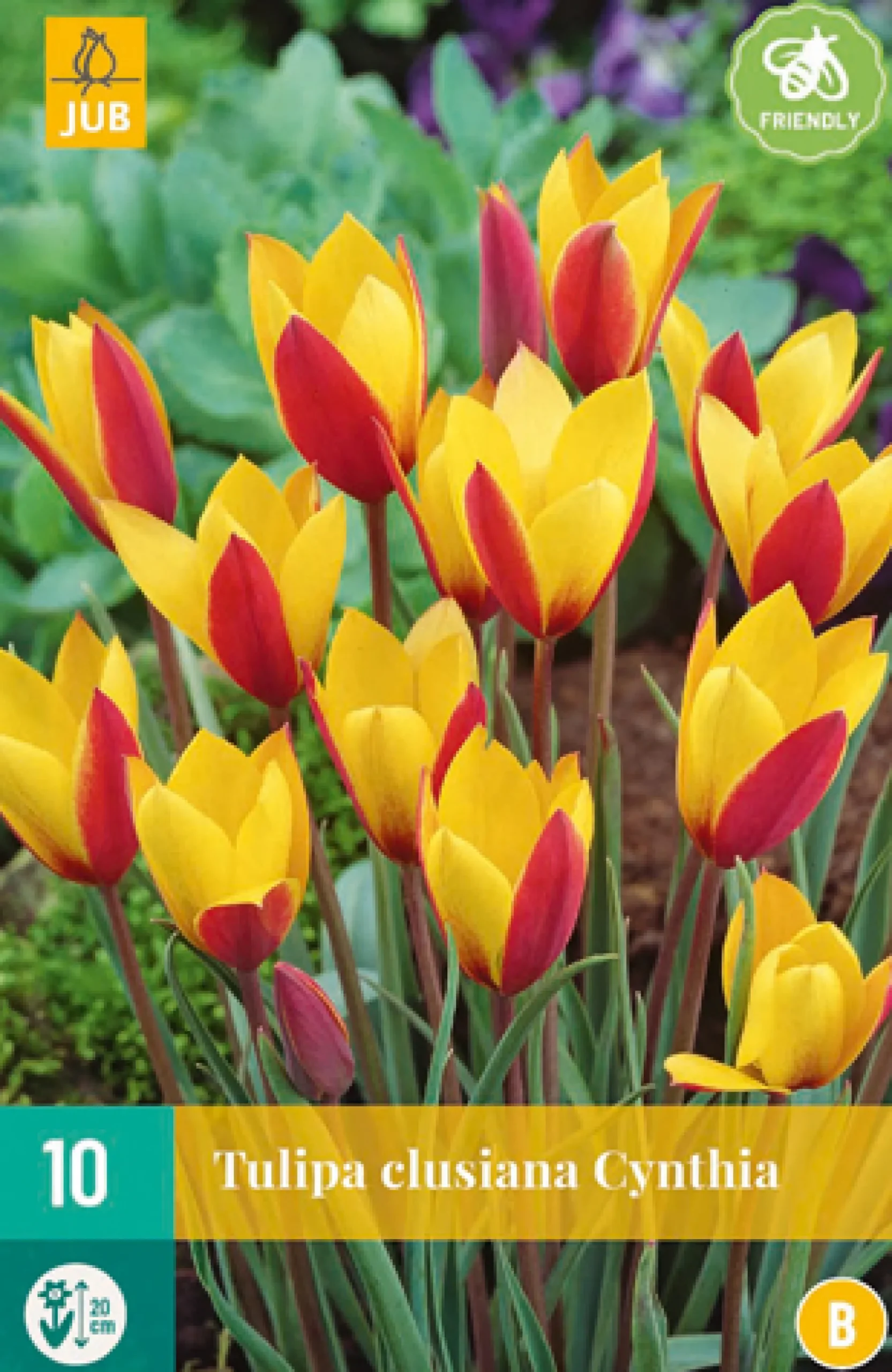 10 tulipa clusiana cynthia|ohgreen