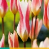 10 tulipa clusiana stellata|ohgreen Sale