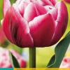 7 tulipa columbus|ohgreen Hot