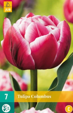 7 tulipa columbus|ohgreen Hot