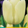 7 tulipa creme fraiche|ohgreen Sale