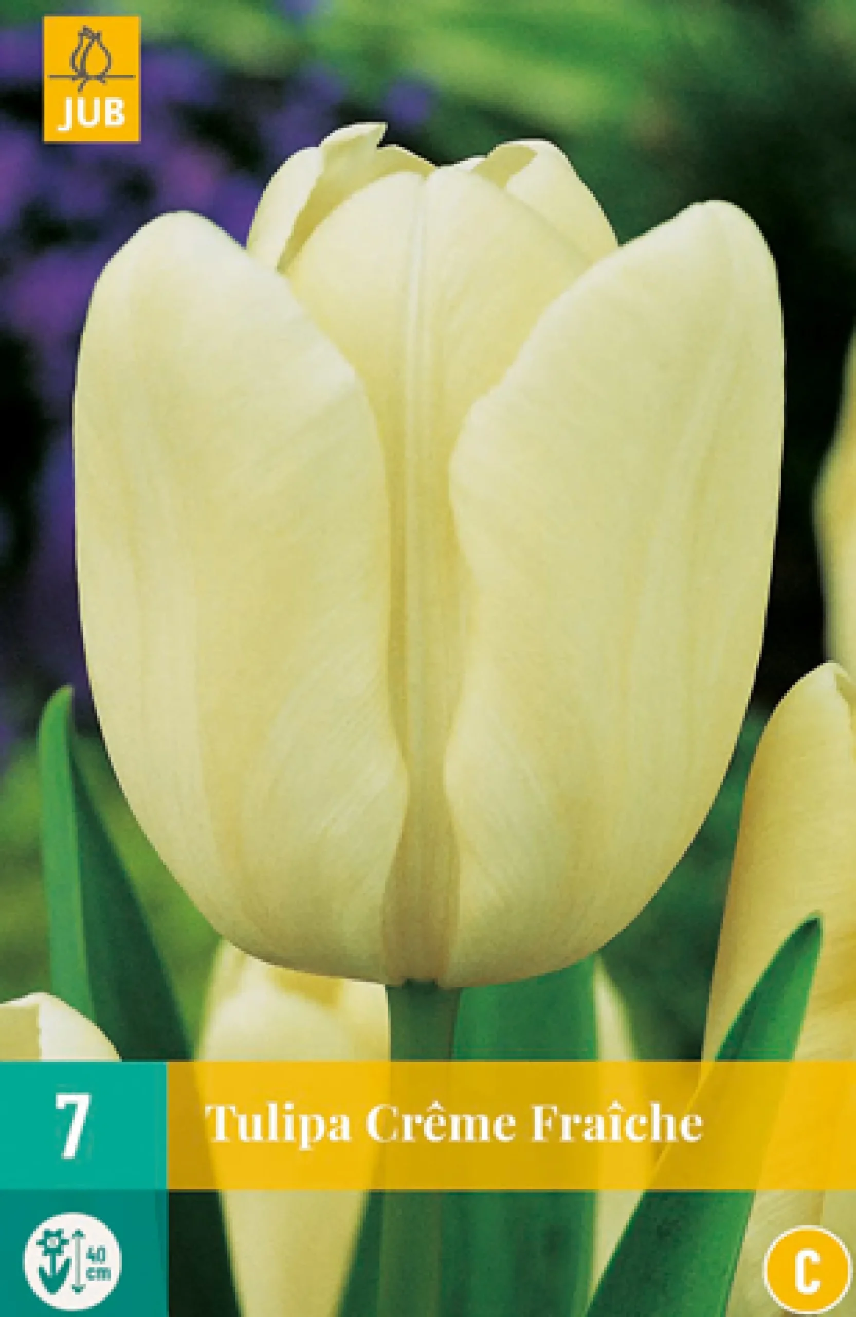 7 tulipa creme fraiche|ohgreen Sale