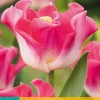 5 tulipa crown of dynasty|ohgreen Outlet