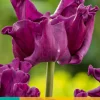 5 tulipa crown of negrita|ohgreen Outlet