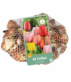 40 tulipa darwin hybride mix|ohgreen New