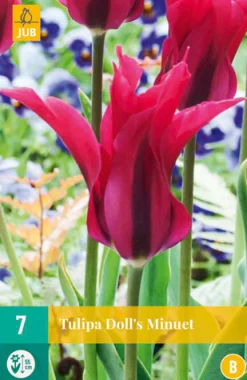 7 tulipa doll's minuet|ohgreen Sale