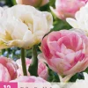 12 tulipa double sensation|ohgreen Online
