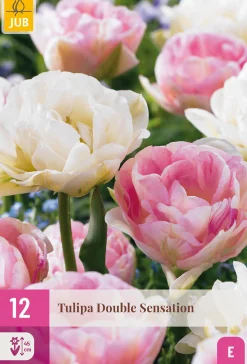 12 tulipa double sensation|ohgreen Online