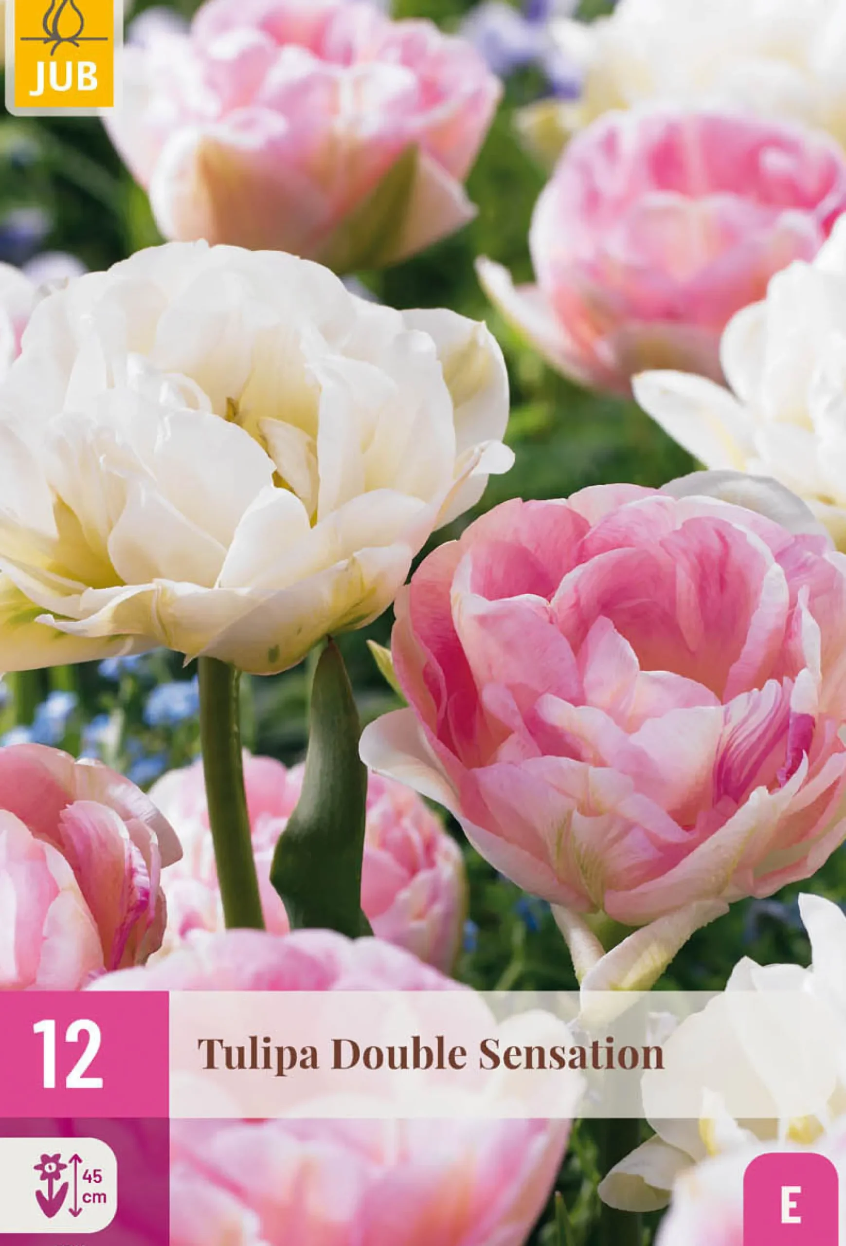12 tulipa double sensation|ohgreen Online