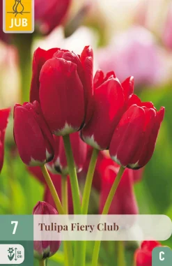 7 tulipa fiery club|ohgreen Online