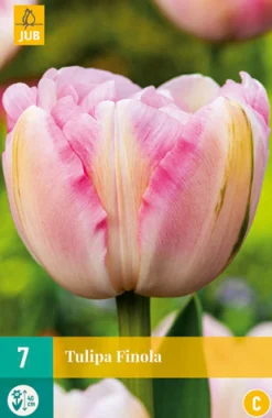 7 tulipa finola|ohgreen Clearance