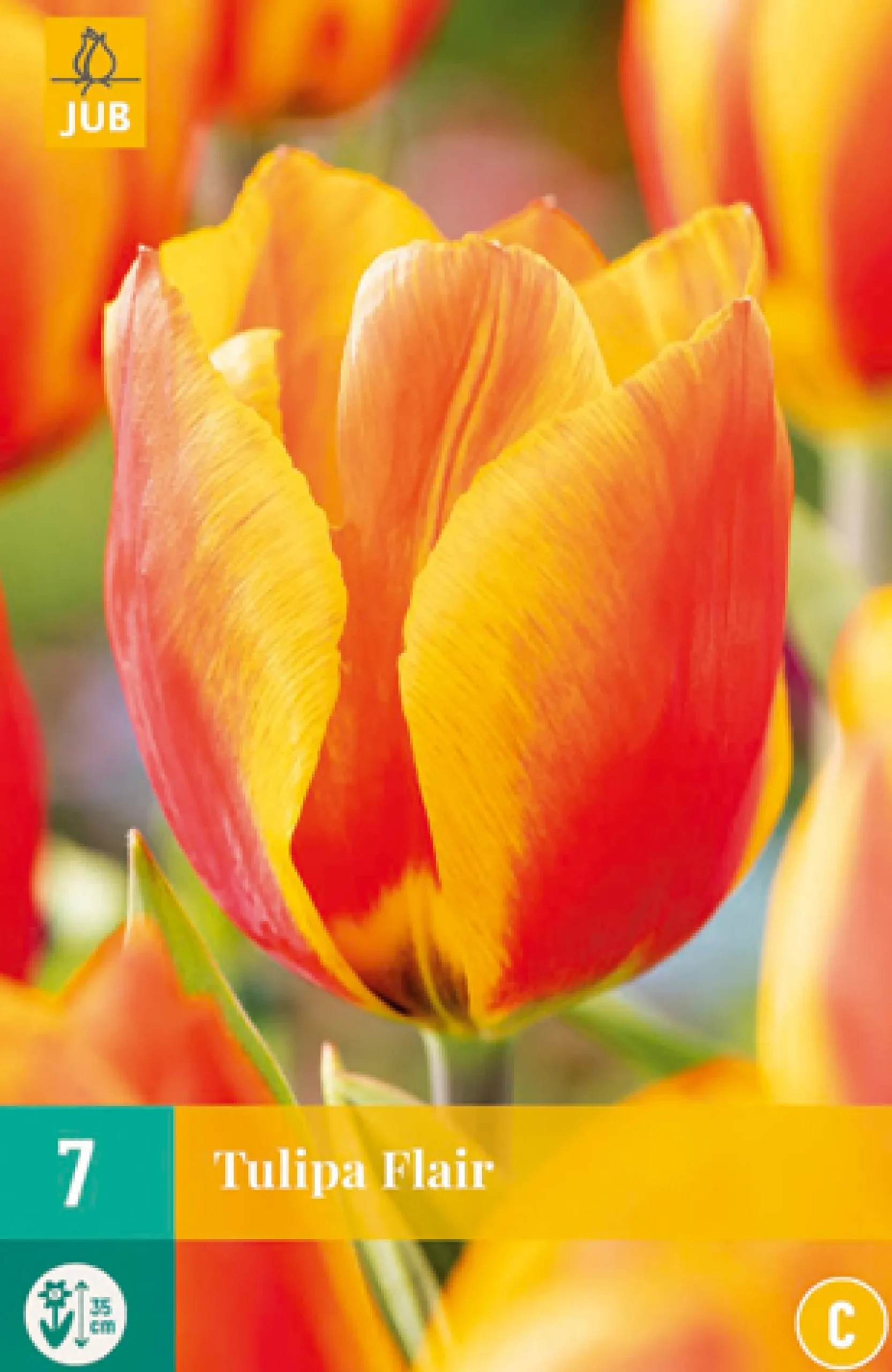 7 tulipa flair|ohgreen Online
