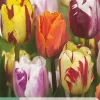 7 tulipa flaming beauty mix|ohgreen Sale