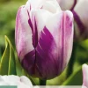 7 tulipa flaming flag|ohgreen Clearance