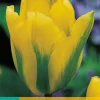 7 tulipa formosa|ohgreen Discount