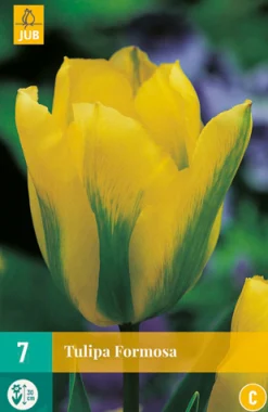 7 tulipa formosa|ohgreen Discount