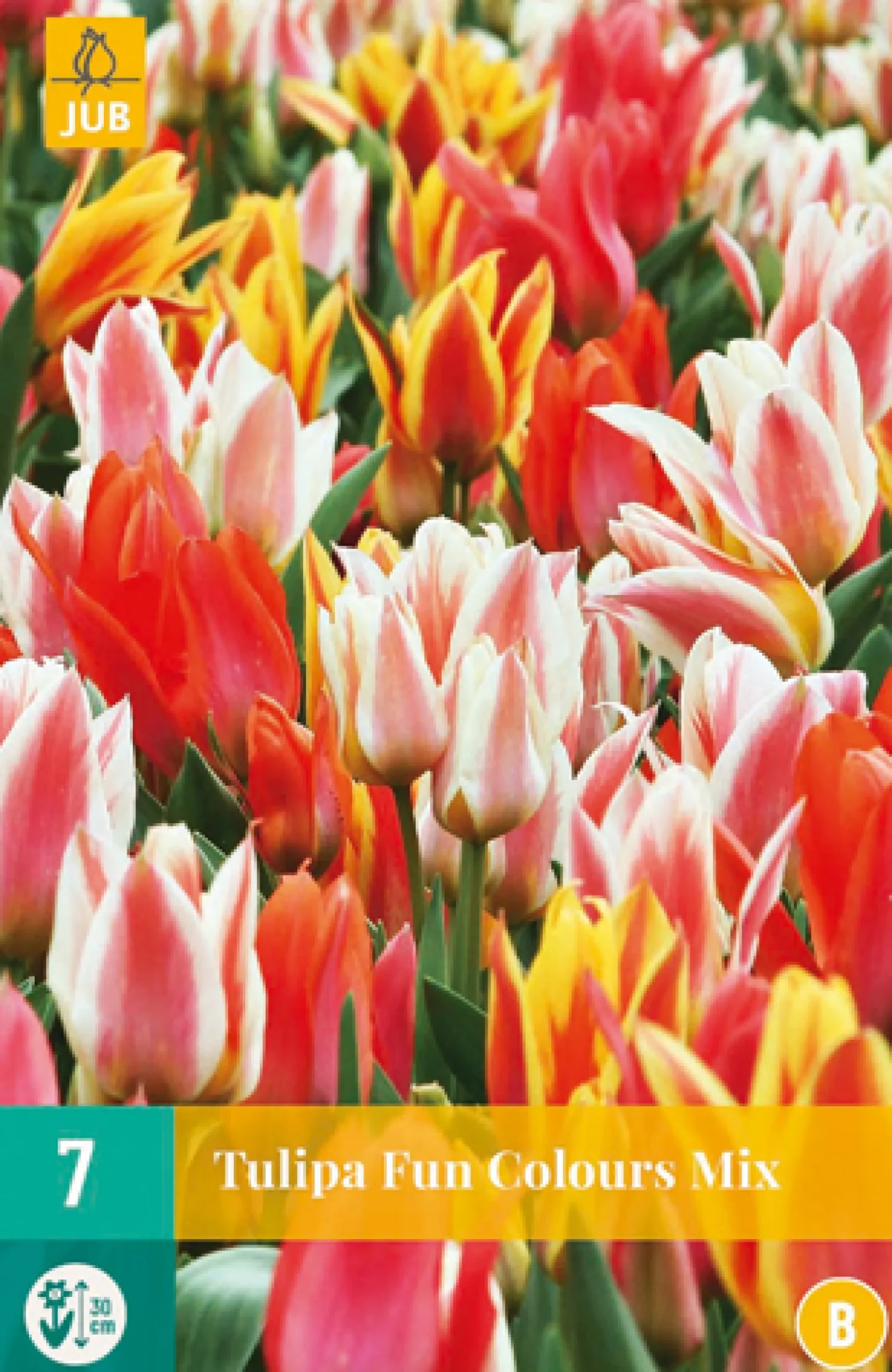 7 tulipa fun colours|ohgreen