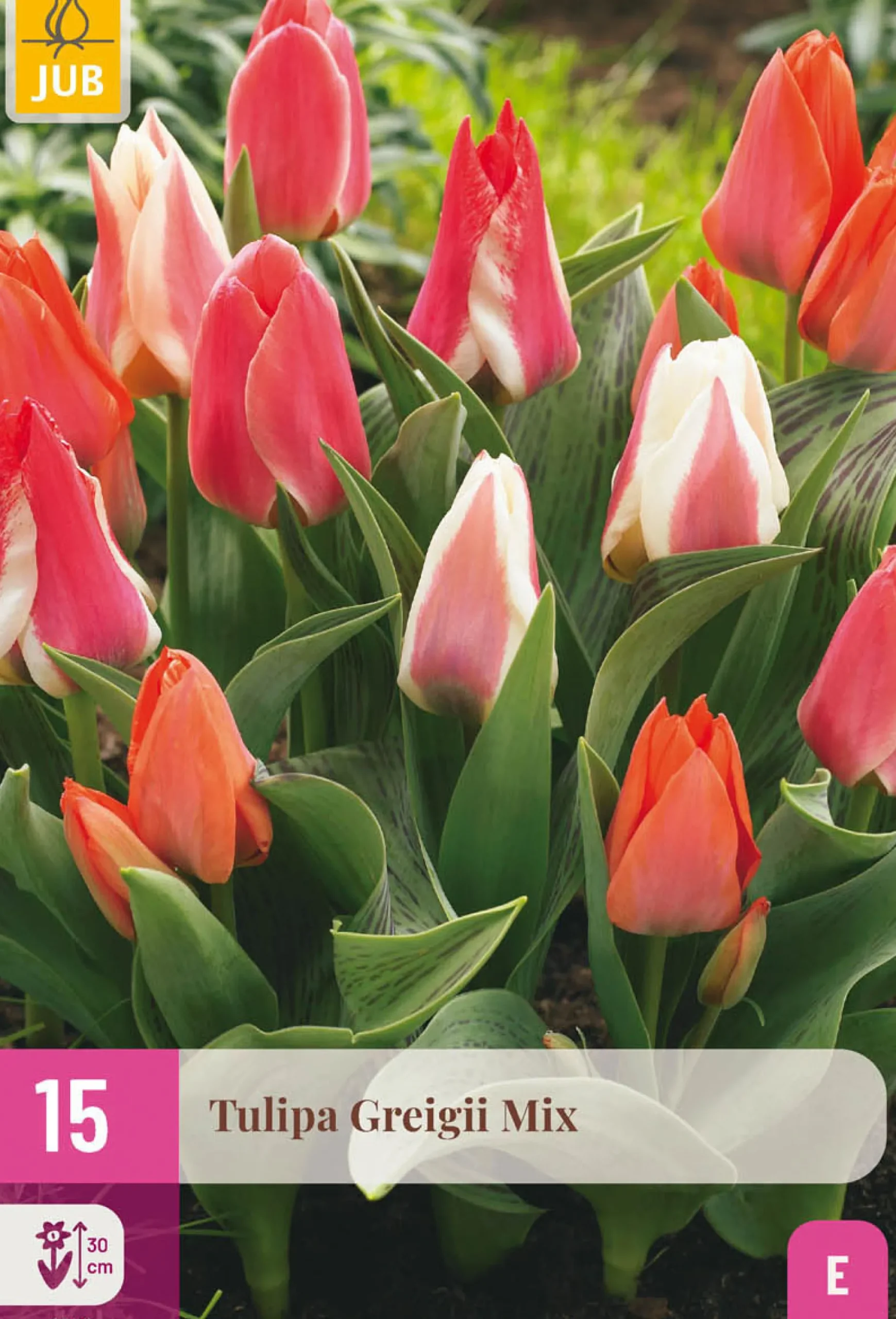 15 tulipa greigii mix|ohgreen