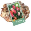 40 tulipa greigii mix|ohgreen Outlet