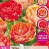 12 tulipa gudushnik double|ohgreen Online